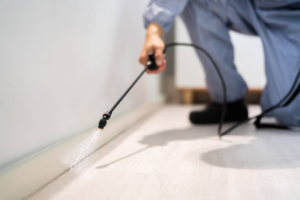 Licensed Wasp Removal service in White Bear Lake, MN - Show Me Pest Control